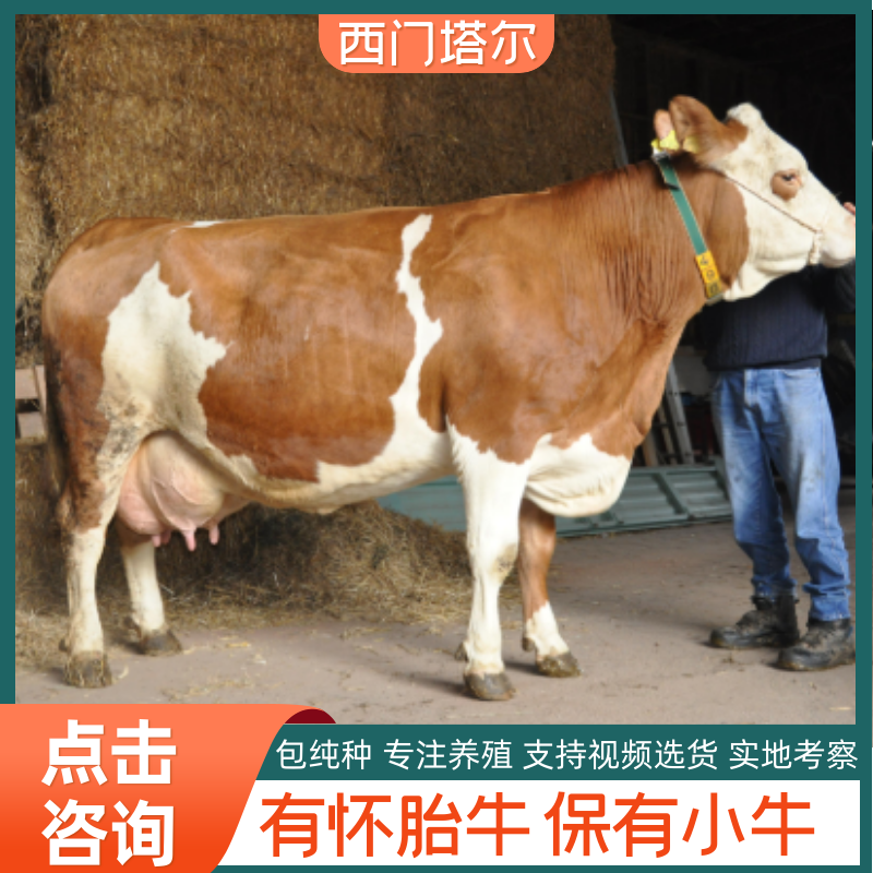 西门塔尔牛大母牛怀胎牛品种全价格低包技术指导欢迎来电