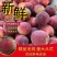 【精品】湖北襄阳毛桃批发，大量上市，视频看货，全国代发