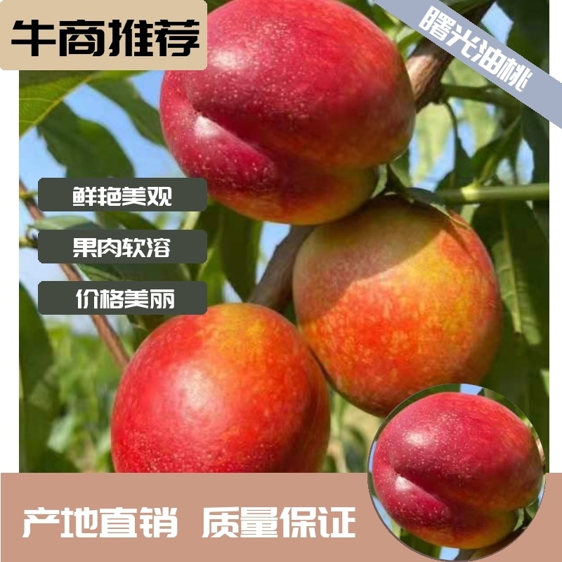 【热卖】湖北襄阳曙光油桃，产地直供，视频看货，电商供货