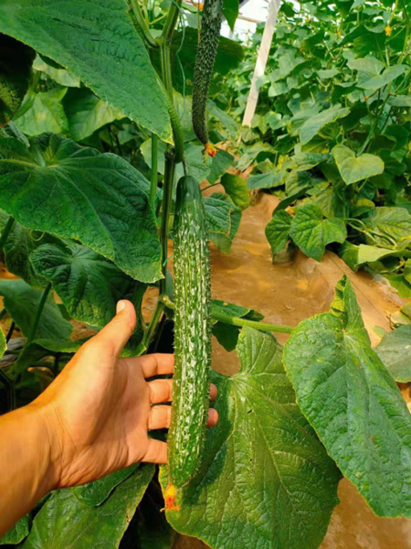 嫁接黑油量黄瓜苗强雌黄瓜苗德瑞特绿瓤黄瓜育苗厂