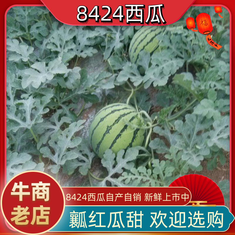 河南虞城8424西瓜种植示范基地新品上市中欢迎电联