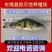 基地养殖全年供应桂鱼苗鳜鱼苗技术指导全国发货