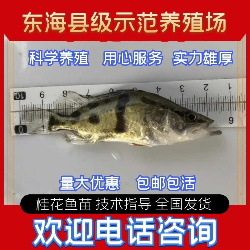 基地养殖全年供应桂鱼苗鳜鱼苗技术指导全国发货