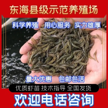 【虾苗】基地孵化优质青虾苗黑壳虾苗,技术指导全国发货