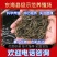 【虾苗】基地孵化优质青虾苗黑壳虾苗,技术指导全国发货