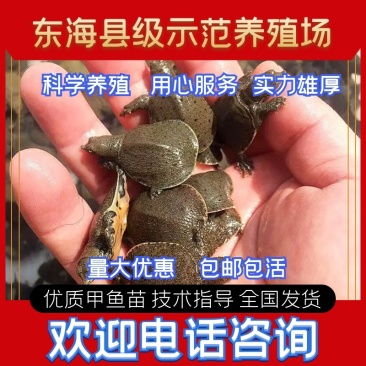 基地养殖孵化小甲鱼苗全国发货技术指导成活率高