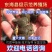 基地养殖孵化小甲鱼苗全国发货技术指导成活率高