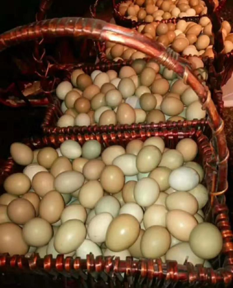 《野鸡蛋》现拾，现捡的野鸡蛋，保质保量，常年供应，无中间商