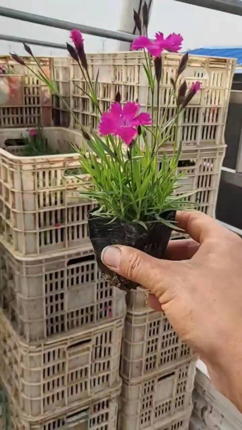 欧石竹产地直供盆栽绿化当季新种极速发货可视频看货