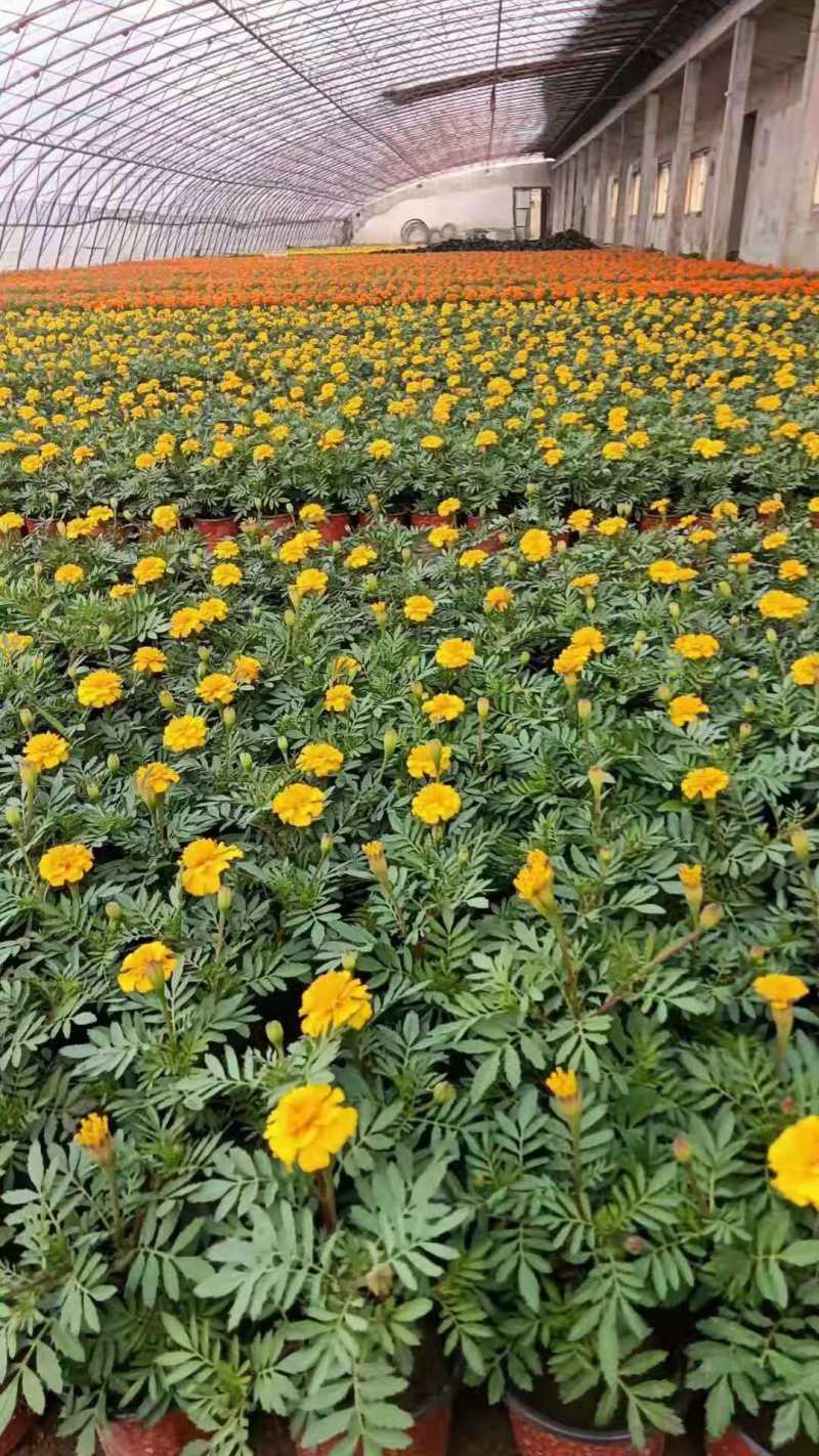 孔雀草产地直供盆栽绿化当季新种极速发货可视频看货
