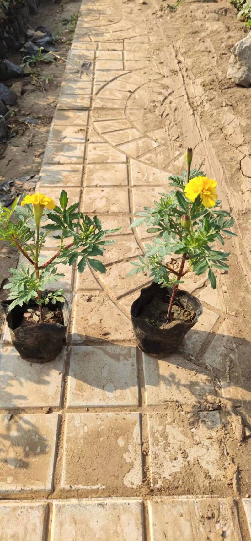 孔雀草产地直供盆栽绿化当季新种极速发货可视频看货