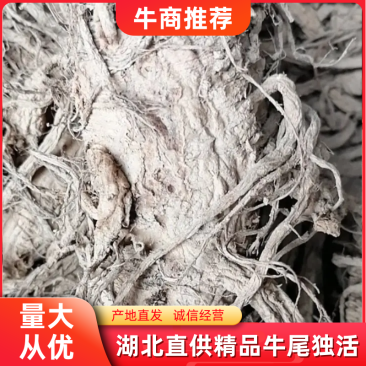 湖北牛尾独活产地批发价格实惠品质正宗量大优惠