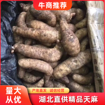 野生天麻鲜货品质保证货源充足品相好无杂质