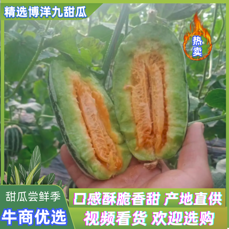 博洋九号甜瓜，口感酥脆香甜，精选大果，果园直发