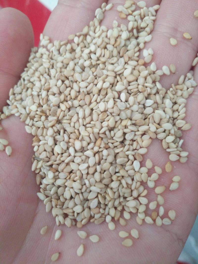 云南白芝麻黑芝麻芝麻粉生芝麻土芝麻批发价量大从优水洗芝麻