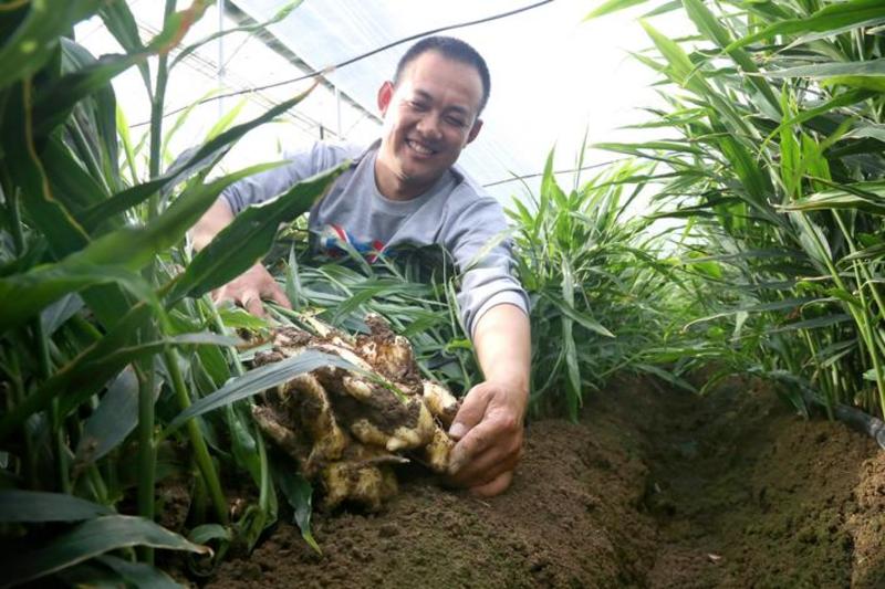 红芽仔姜抢鲜上市，现挖现发，价格随行就市量大从优