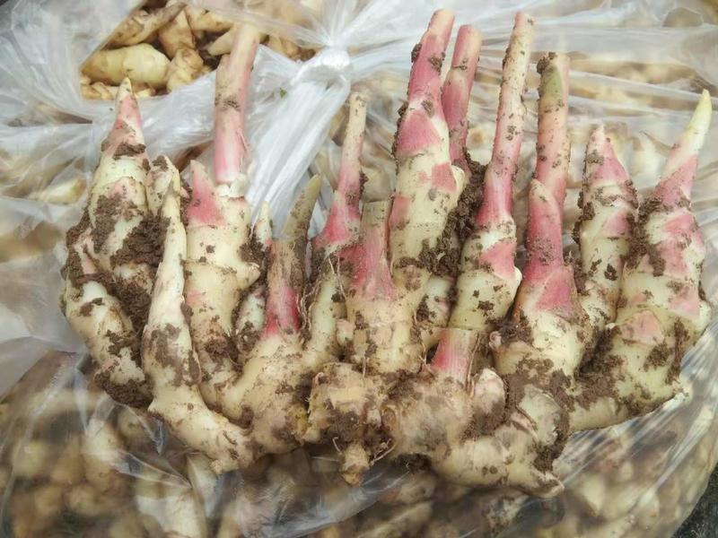 2022年红芽仔姜，山东潍坊青州，价格美丽，提供各种包装