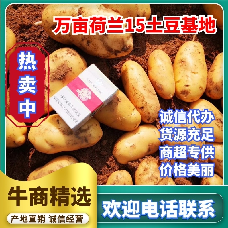 河南荷兰十五土豆精品货量充足，质量保障。