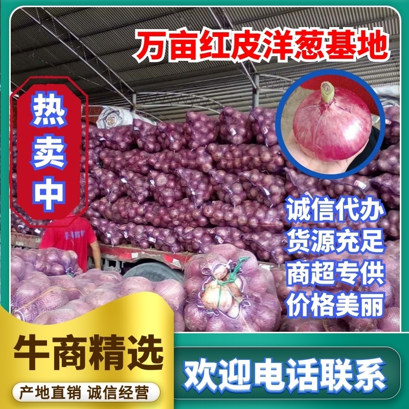 二红洋葱，红皮洋葱，80以上，产地商超直供，可发全国。