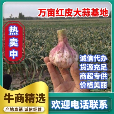 红皮湿蒜5cm~6cm分级挑选，产地直销，欢迎电话咨询