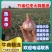 红皮湿蒜5cm~6cm分级挑选，产地直销，欢迎电话咨询