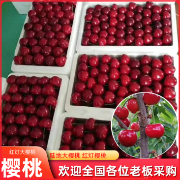 山东陆地大樱桃大量上市，市场，商超，电商微商代收代发