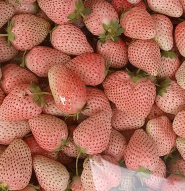 粉玉草莓精品粉玉草莓产地直销商超专供量大从优