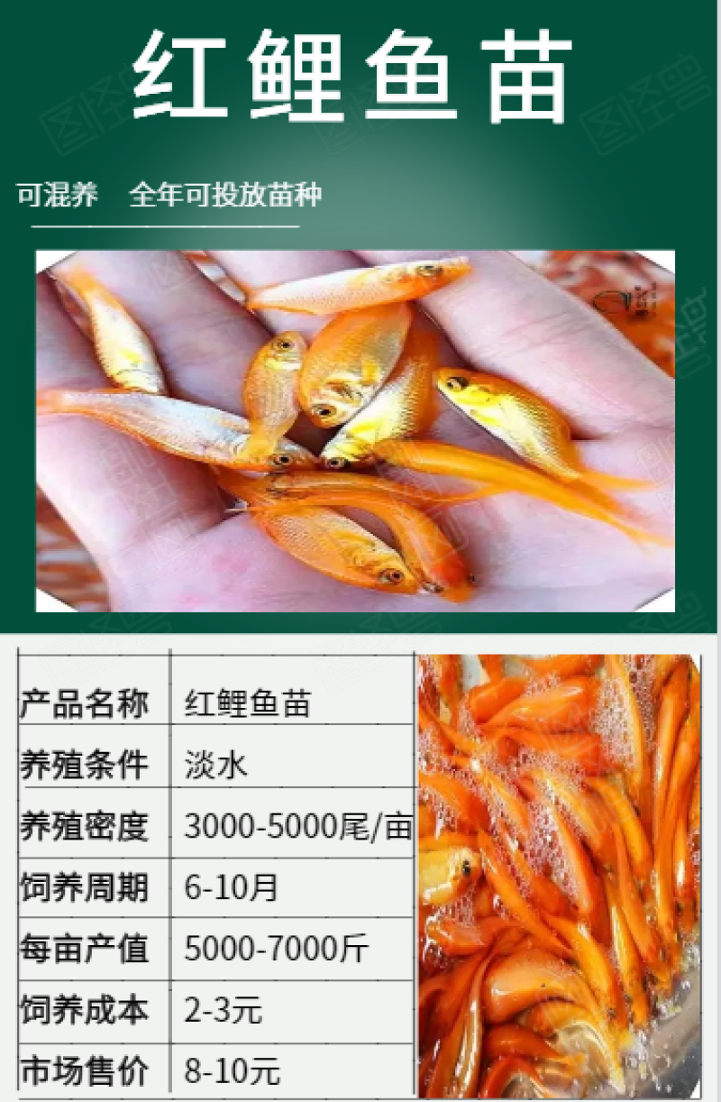 红鲤鱼苗3-4cm产地直销一手货源齐规格低价格