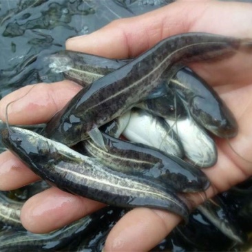 鲶鱼苗7-10cm批发产地直销一手货源齐规格