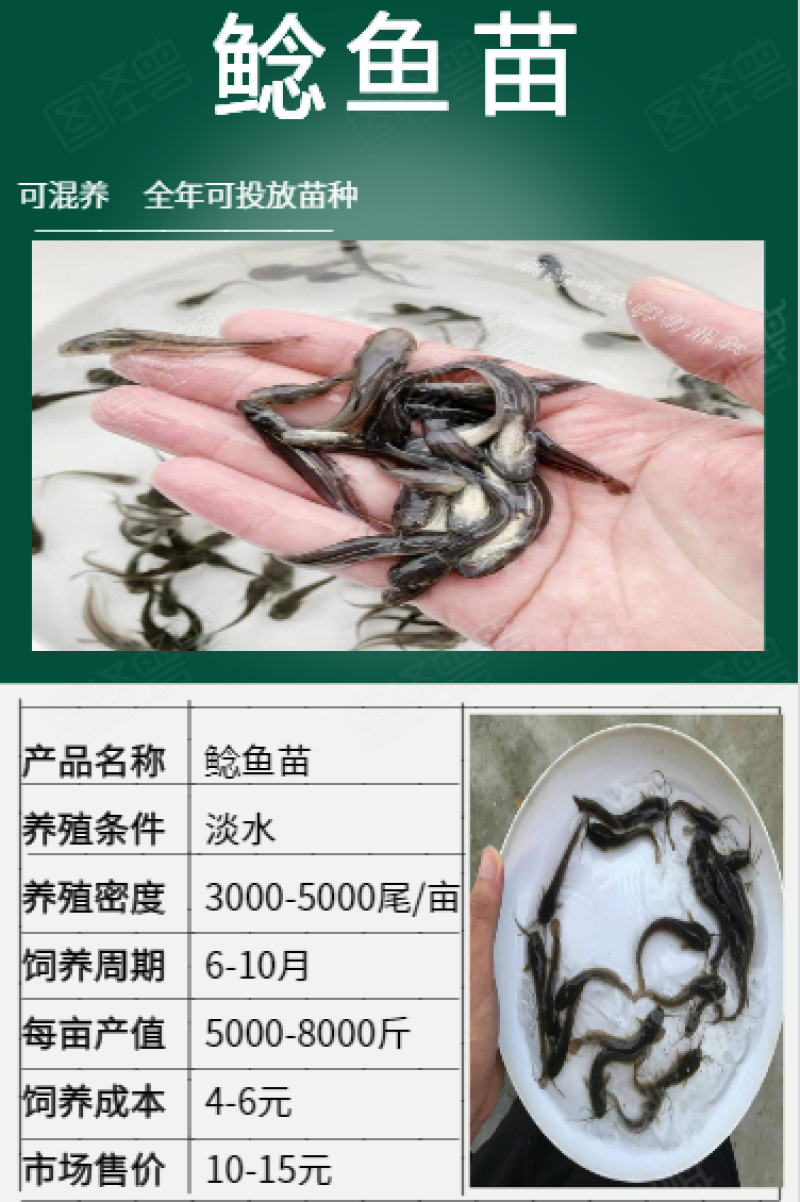 鲶鱼苗7-10cm批发产地直销一手货源齐规格