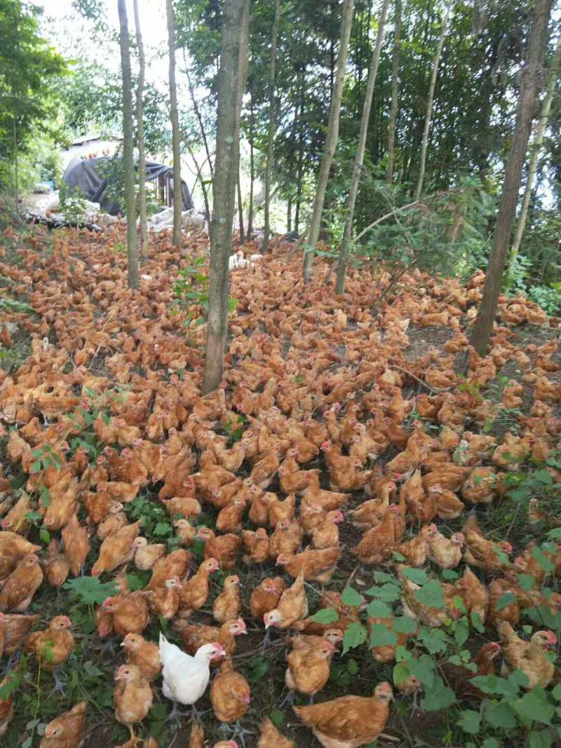 四川散养土鸡苗广安橙园土鸡养殖收益高