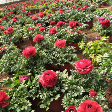 芹叶牡丹