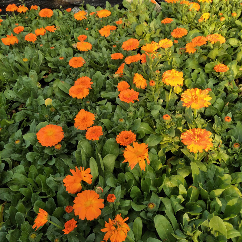 金盏菊