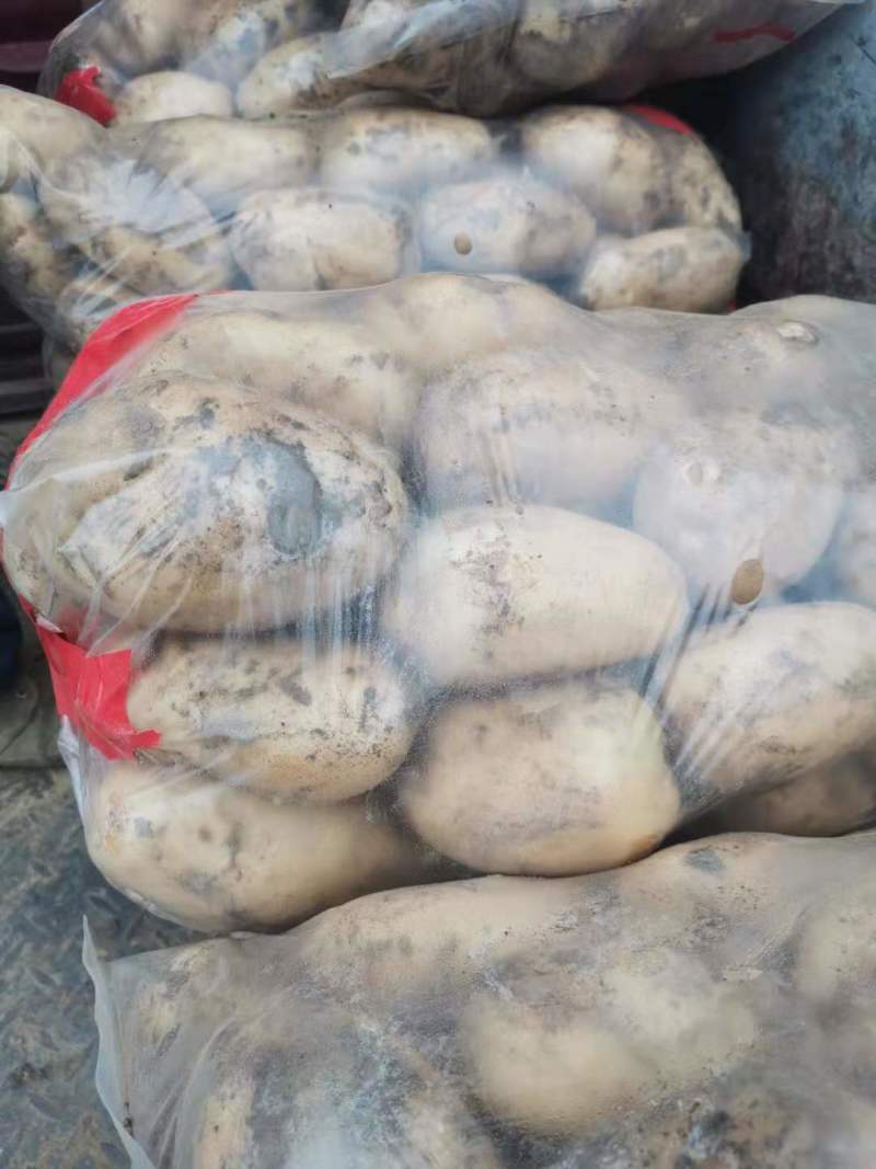 精品土豆，沃土5个头大，半斤以占百分之八十，欢迎来