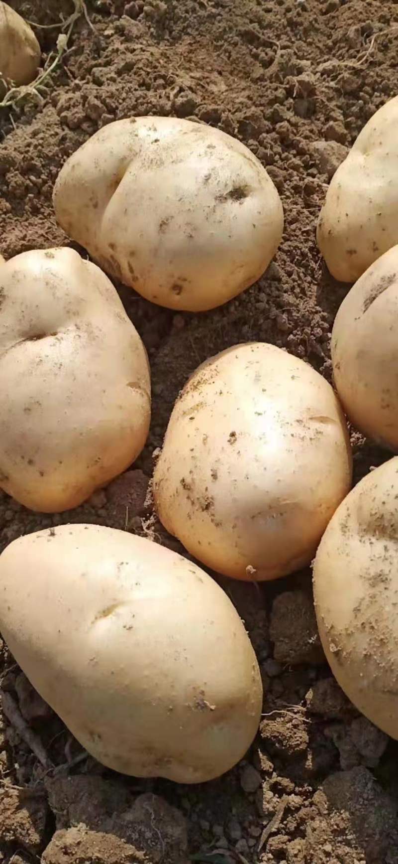 精品土豆，沃土5个头大，半斤以占百分之八十，欢迎来