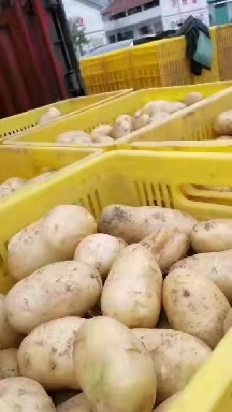 精品土豆，沃土5个头大，半斤以占百分之八十，欢迎来