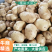 精品土豆，沃土5个头大，半斤以占百分之八十，欢迎来