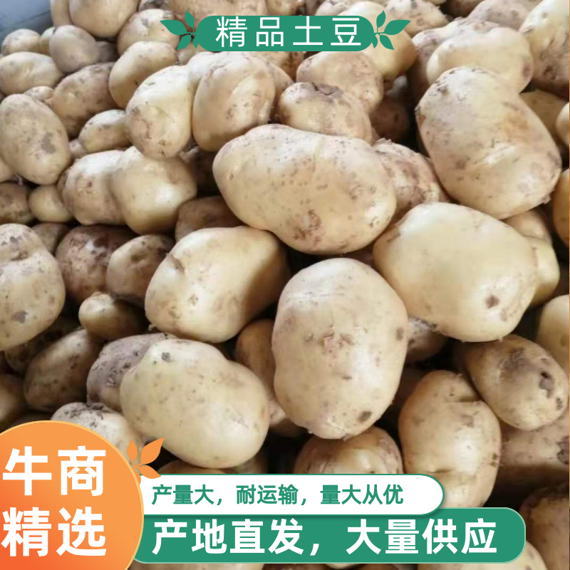 精品土豆，沃土5个头大，半斤以占百分之八十，欢迎来