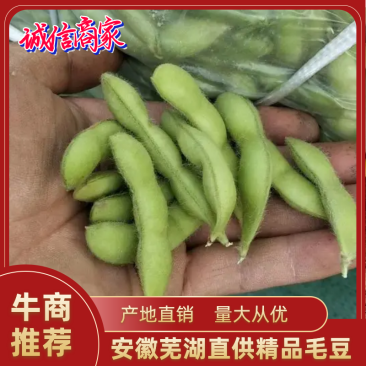 毛豆沈鲜大棚毛豆大量供货，当天现采，欢迎订购