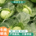 河北甘蓝，精品甘蓝绿甘蓝，现大量上市，欢迎来电咨询！