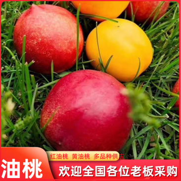 山东黄金油桃三斤五斤装供电商微商社区团购的可以一件代发