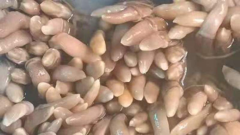 自己家海滩出品的大蛏子，海蛏子，个头大，味道鲜，价格美丽