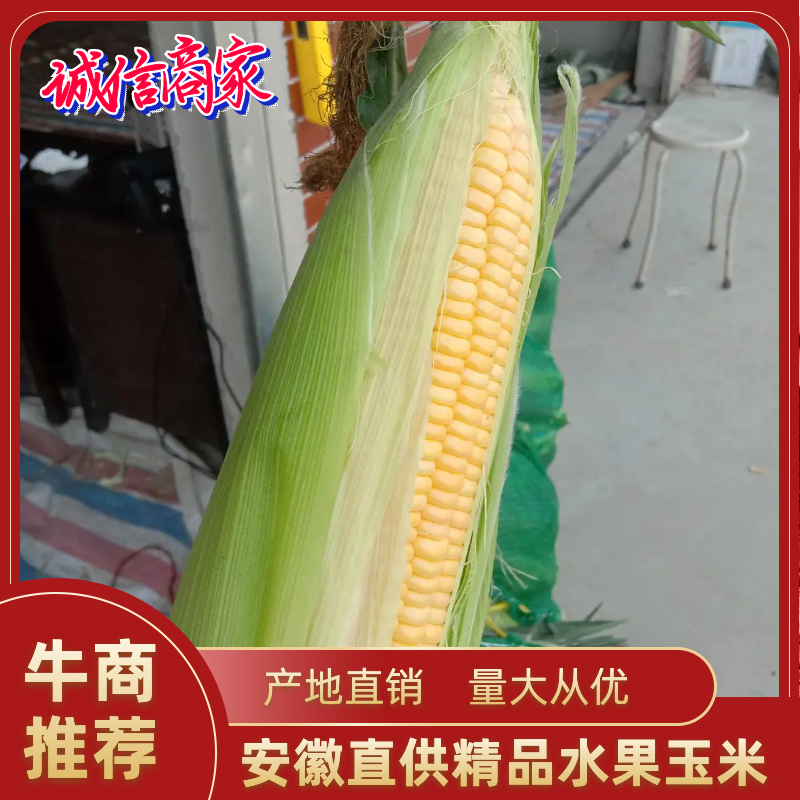 太阳花水果玉米，大量供货，包装上车一条龙服务