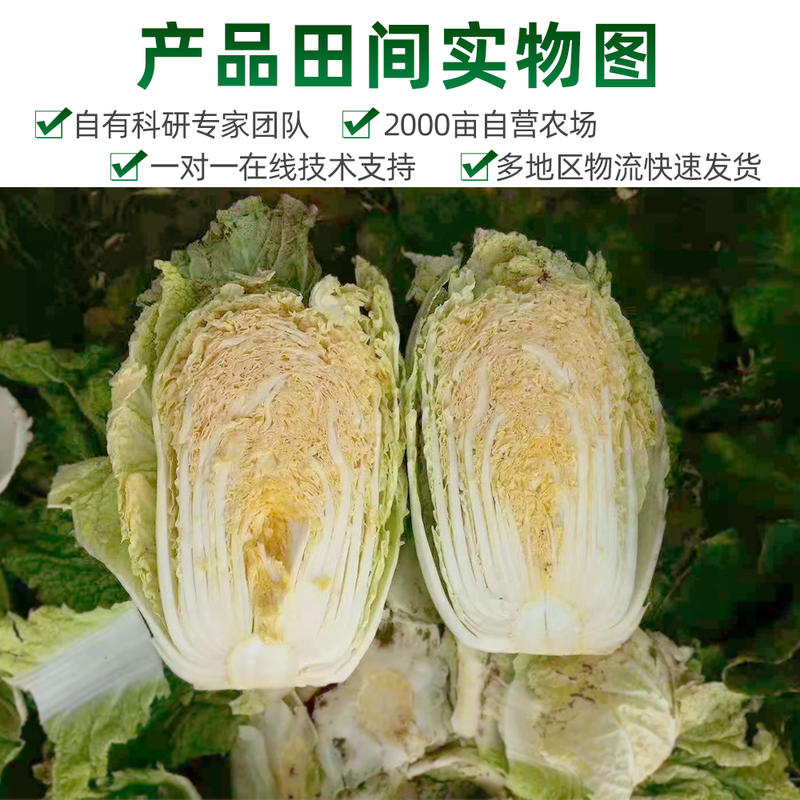 桔芯杂交一代品质型大白菜种子10克/袋黄芯大白菜