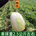 桔芯杂交一代品质型大白菜种子10克/袋黄芯大白菜