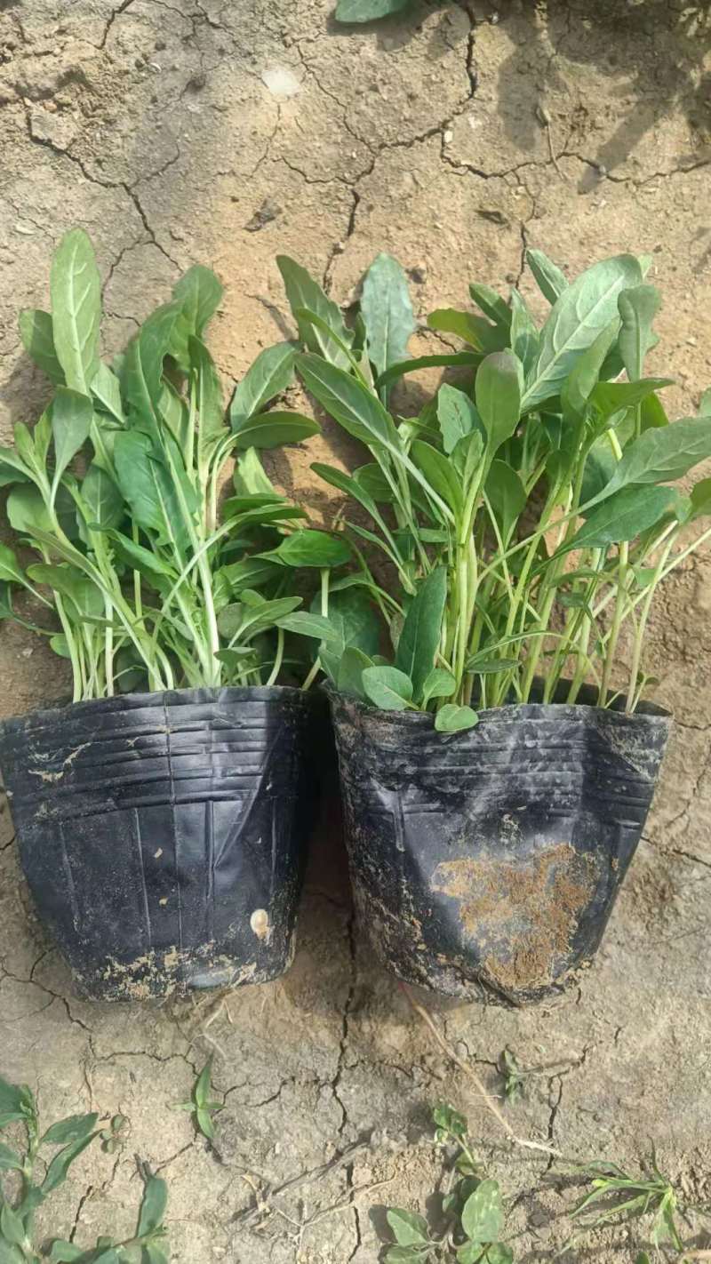 美丽月见草