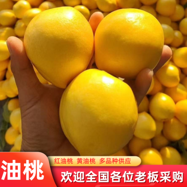 一件代发山东黄金油桃，现摘现发，对接各大商超，电商微商