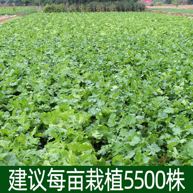 原装791罐萝卜种子秋播青萝卜种籽蔬菜种青皮绿肉萝卜籽庭