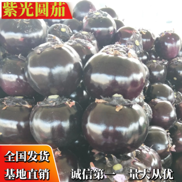 精品紫光圆茄子产地直供，提供各种包装发货全国可视频看货