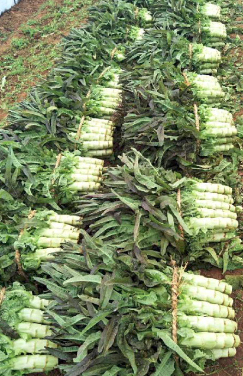 莴笋大量上市一次交易终身朋友支持视频看货量大从优